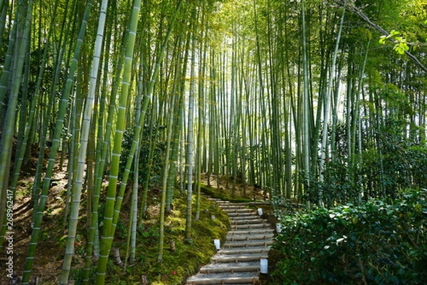 Obraz 竹林の道　竹やぶ