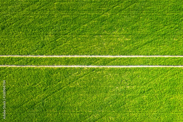 Fototapeta Green field with single tractor track
