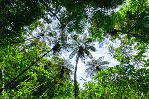 Obraz 金作原原生林