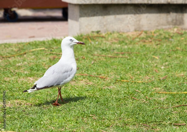 Fototapeta Silver Gull