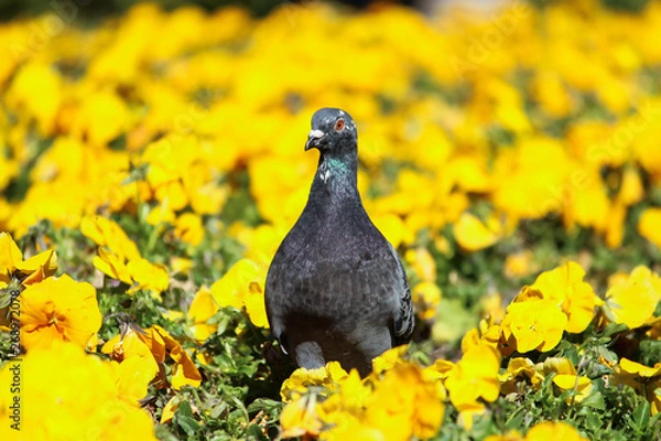 Fototapeta Single pigeon walking