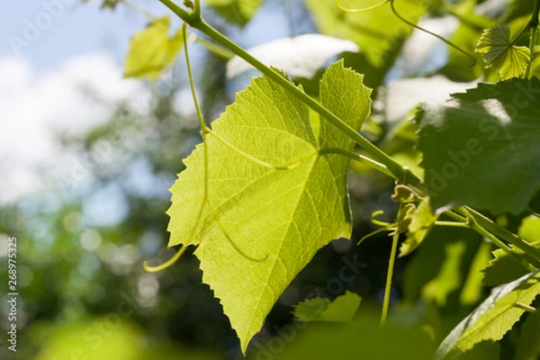 Fototapeta grape leaf in spring