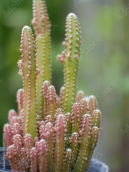 Fototapeta cactus in pot