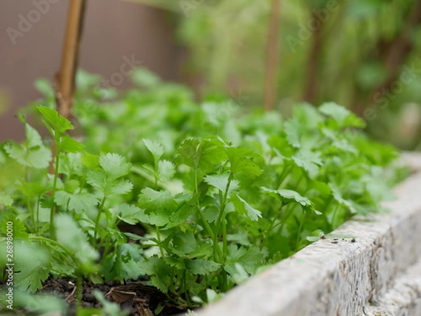Fototapeta Fresh parsley