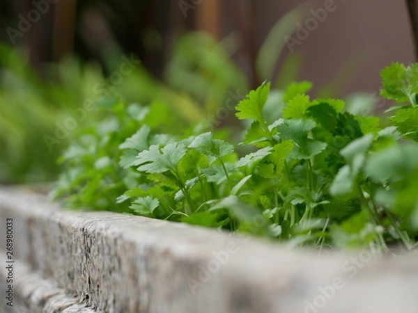 Fototapeta parsley
