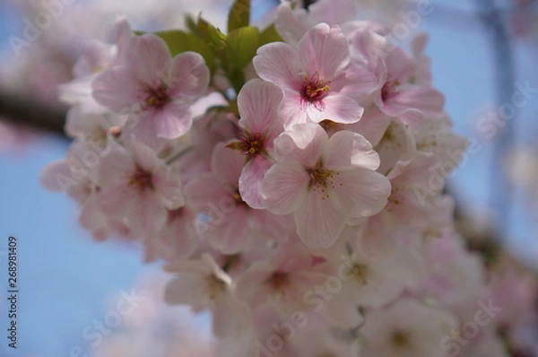 Obraz 桜