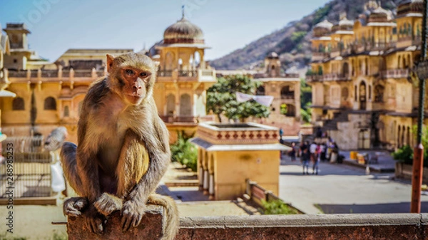 Obraz Jaipur rajasthan India 