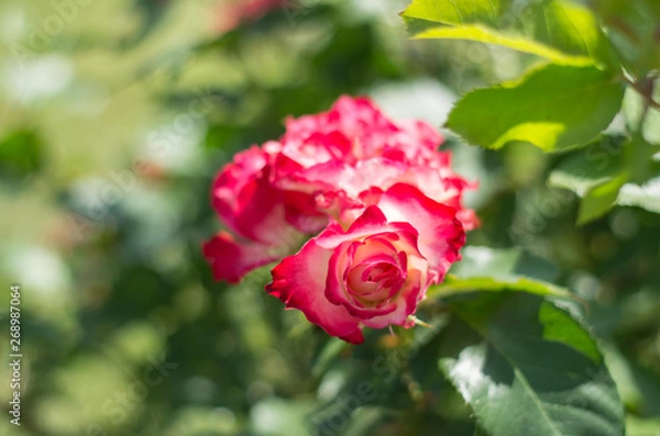 Fototapeta 赤と白のバラ　紅白