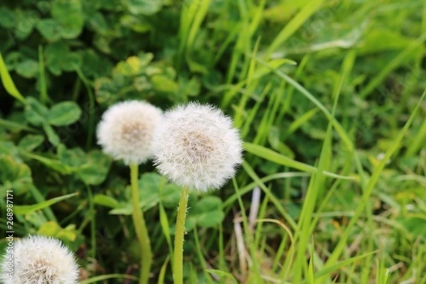 Fototapeta 風景　たんぽぽ　綿毛　春　野原　渡良瀬　とちぎ