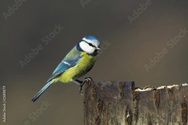 Obraz blue tit