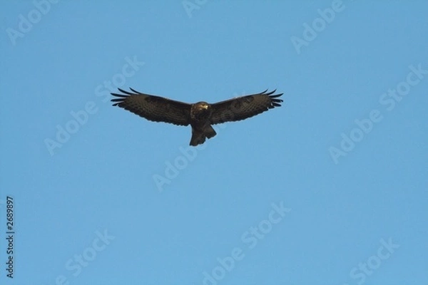 Obraz buzzard