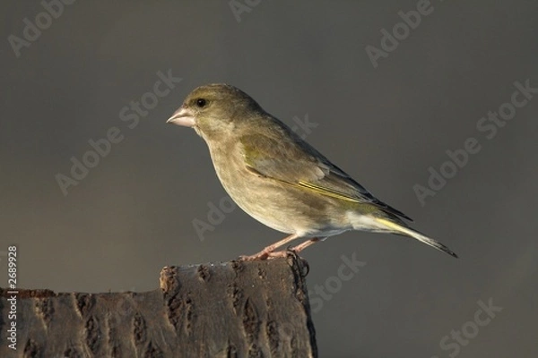 Obraz carduelis
