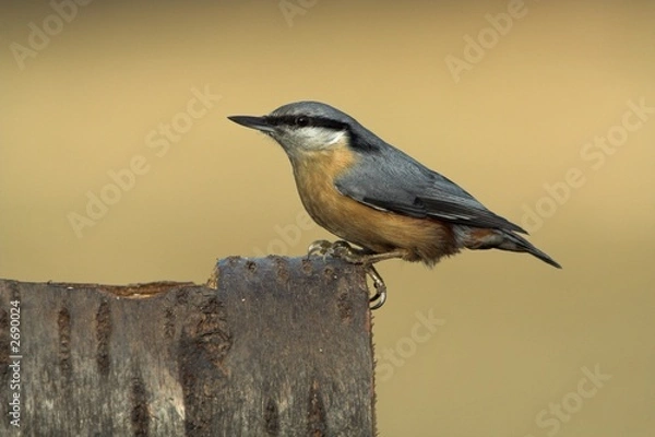 Obraz nuthatch