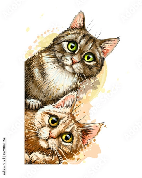 Fototapeta Wall sticker. Graphic, colored hand-drawn sketch with splashes of watercolor depicting two cute cats looking around the corner.