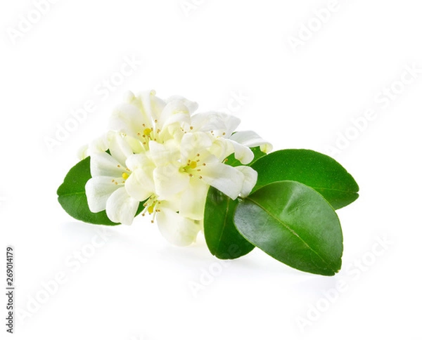 Obraz Jasmine flowers isolated on white background