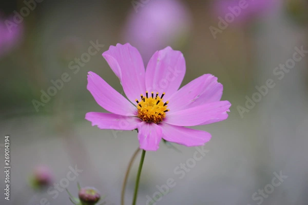 Obraz Purple cosme flower on blurred garden background