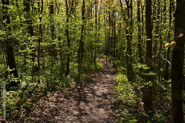 Obraz trees in the forest