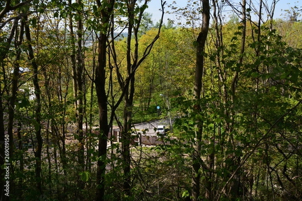 Obraz trees in the forest