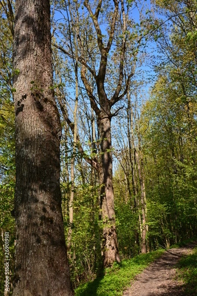 Obraz trees in the forest