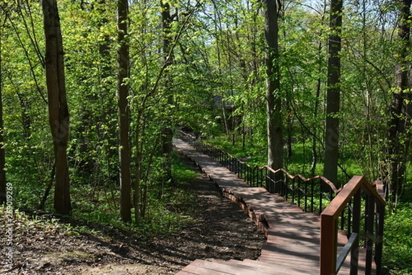 Obraz trees in the forest