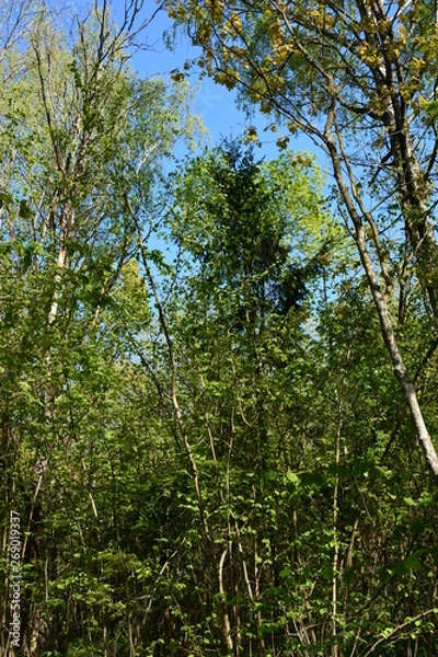 Obraz trees in the forest