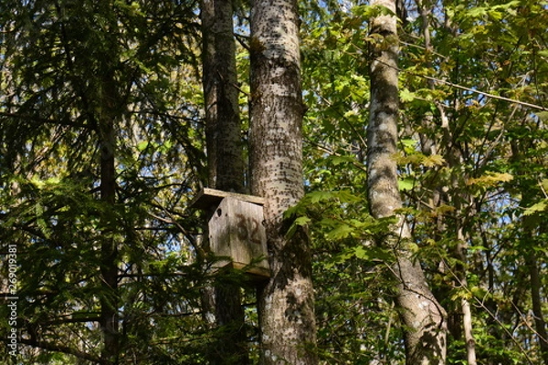 Obraz trees in the forest