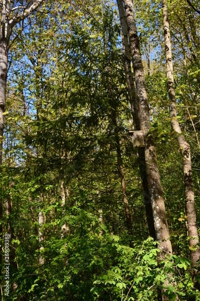 Obraz trees in the forest
