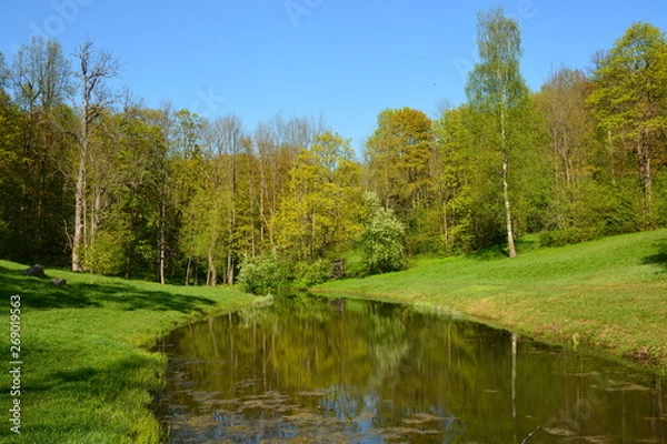 Obraz trees in the forest