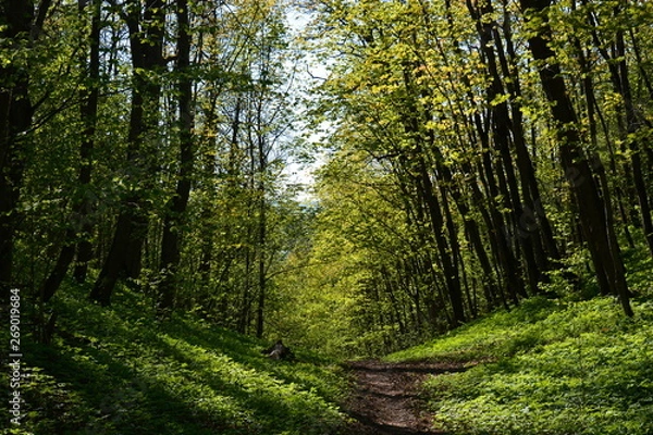Obraz trees in the forest