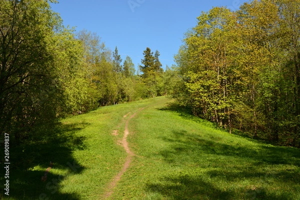 Obraz road in the forest
