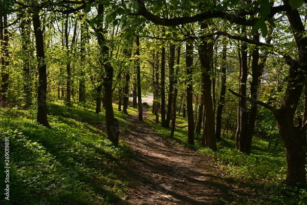 Obraz path in the forest