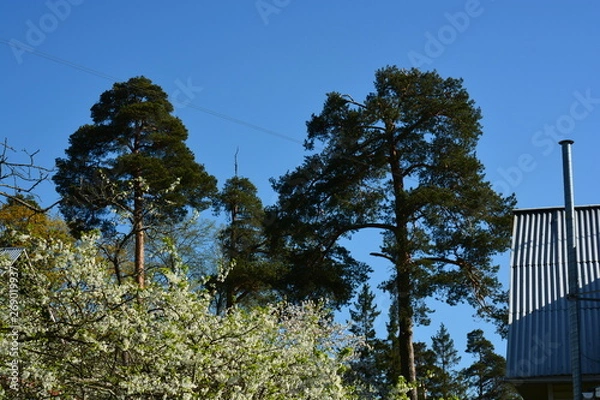 Obraz trees in the park