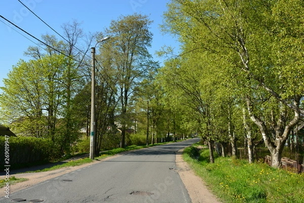Obraz trees in the park