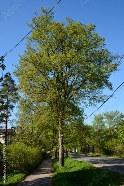 Obraz trees in the park