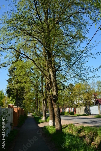 Obraz trees in the park
