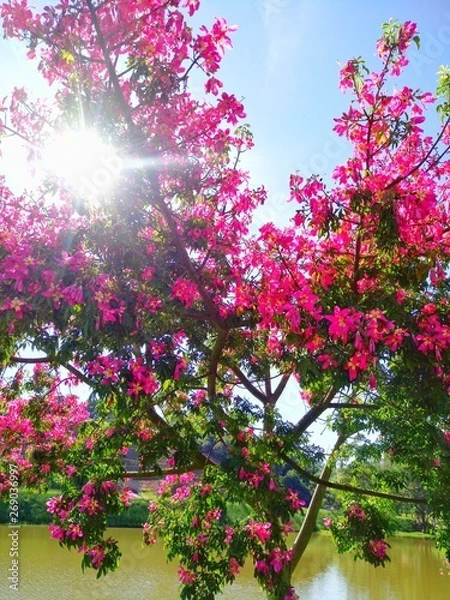 Obraz A vida é magnífica