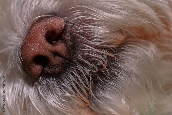 Fototapeta Dogs muzzle