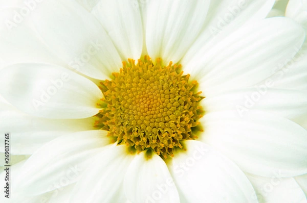 Fototapeta One macro flowers