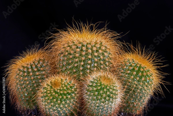 Fototapeta Cactus
