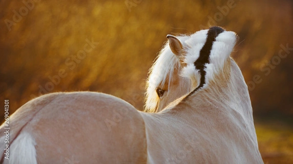Obraz Wolny piękny koń patrzy na pole o zachodzie słońca. Portret kucyka norweskiego fiordu z bliska.