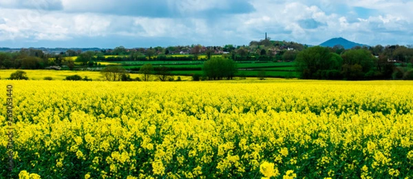 Fototapeta Rapeseed field looking out towards the village of Lilleshall and the Lilleshall monument, with the Wrekin in the background