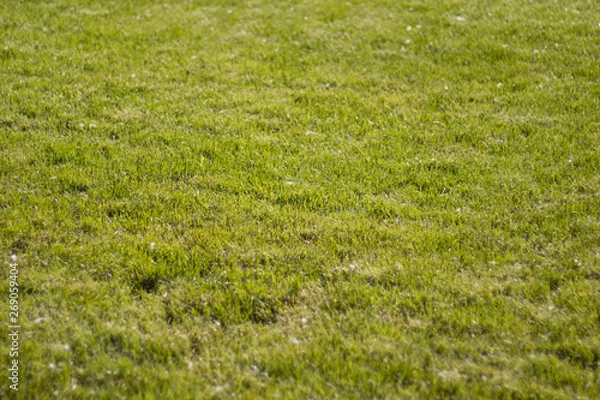 Obraz trimmed lawn grass with poplar down in the Park. Patches of light and shadow on the grass.