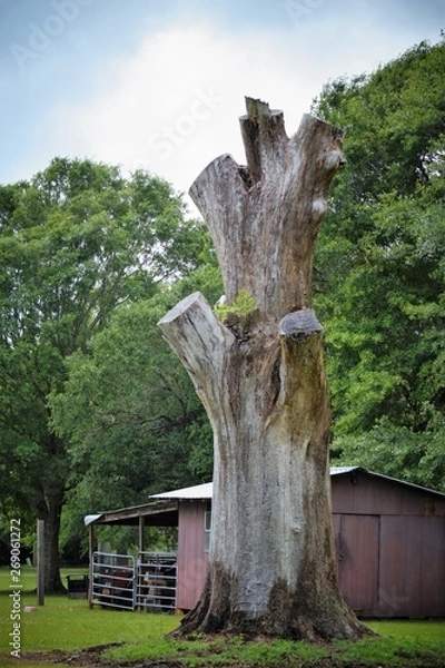 Obraz Old oak tree trunks against a barn 