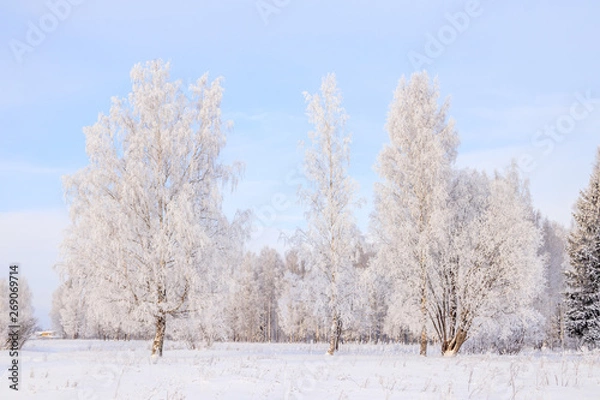Fototapeta Birch grove in the winter in the snow. White trees. Trees in the snow. Snow picture. Winter landscape grove of white trees and snow.