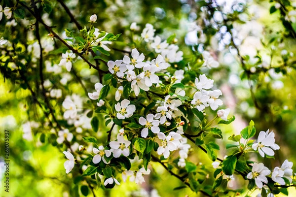 Obraz cherry branches with white flowers