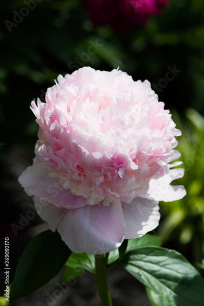 Fototapeta Peony