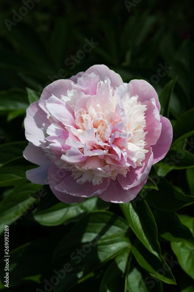 Fototapeta Peony