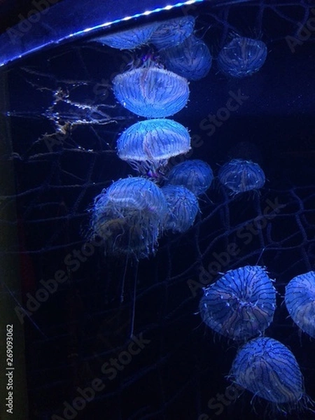 Fototapeta Jellyfish