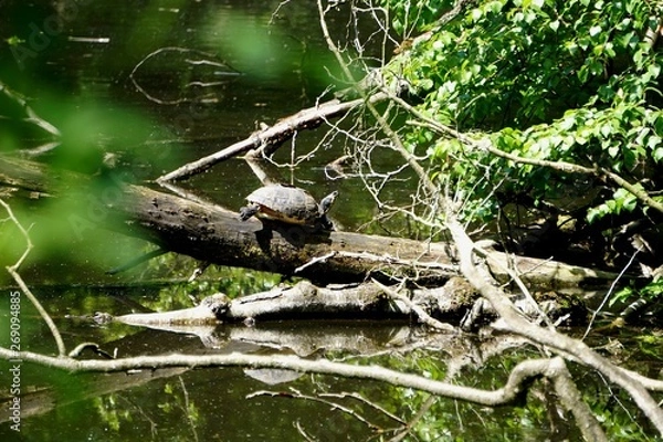 Obraz Wasserschildkröte