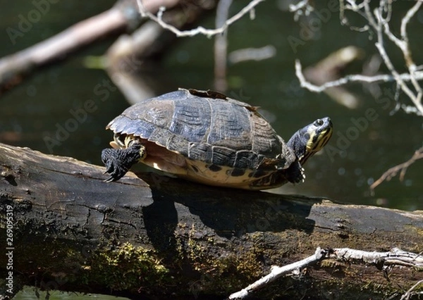 Obraz Sonnenbad einer Schildkröte 